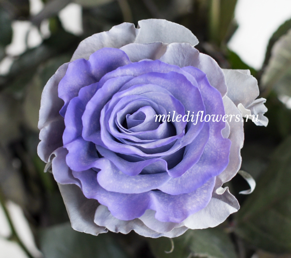 Роза классическая Mondial Blue